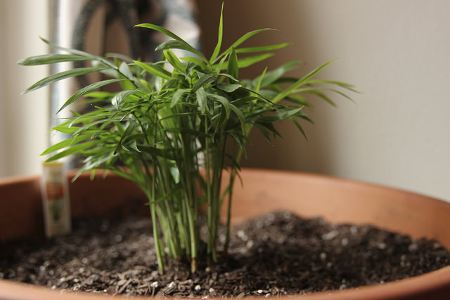 Plante de interior